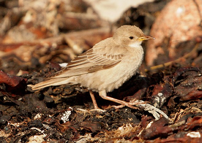 Rose-coloured Starling