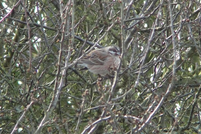 Pine Bunting