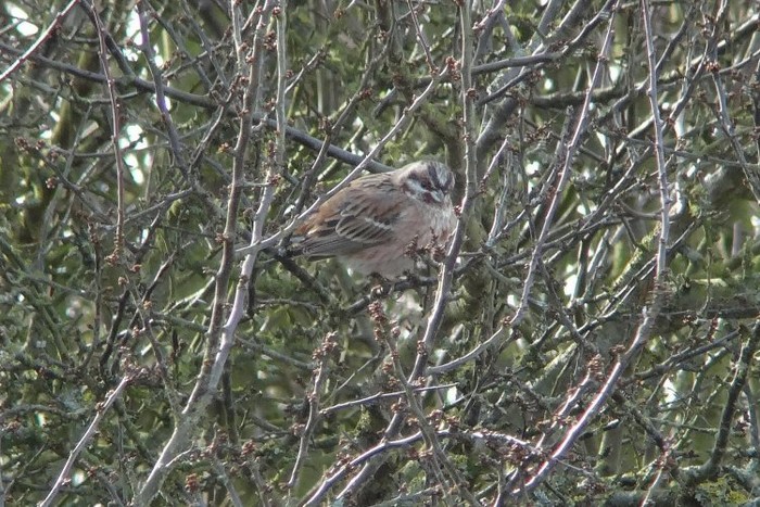 Pine Bunting