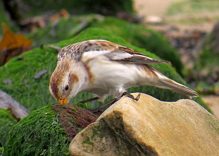 Snow Bunting