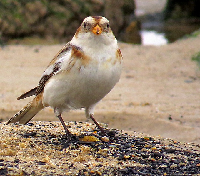 Snow Bunting