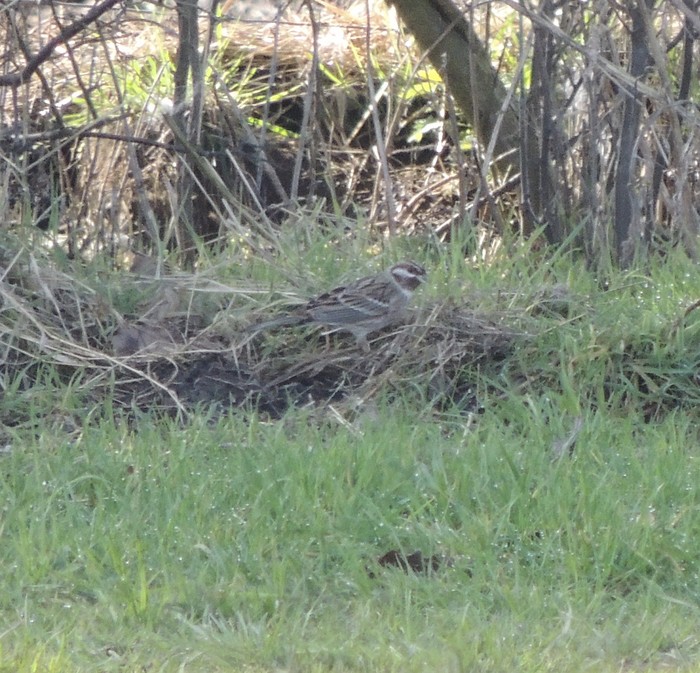 Pine Bunting