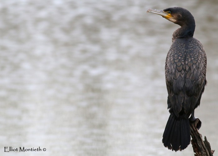 Cormorant