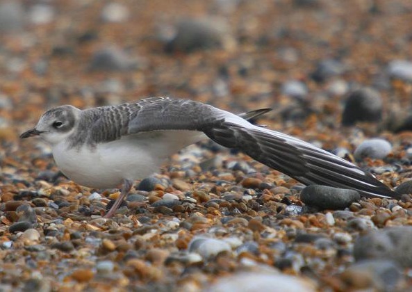 Sabine's Gull