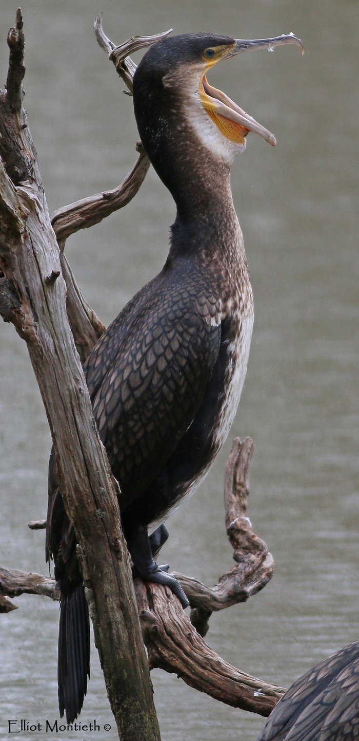 Cormorant