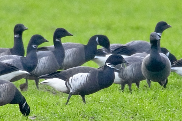 Black Brant