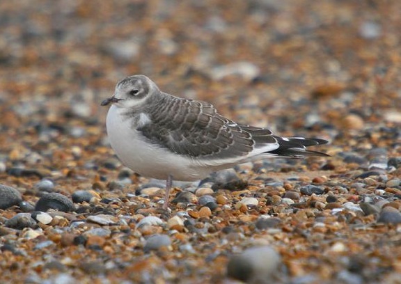 Sabine's Gull