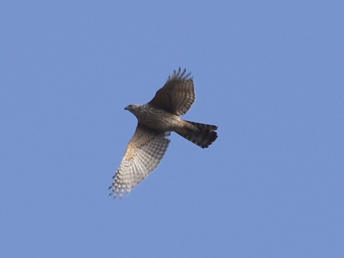 Goshawk
