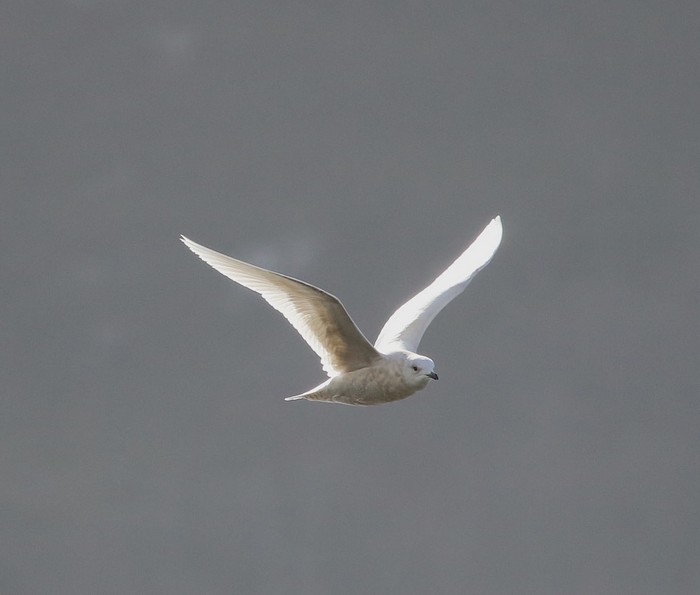 Iceland Gull