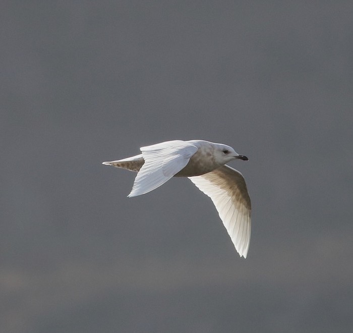 Iceland Gull