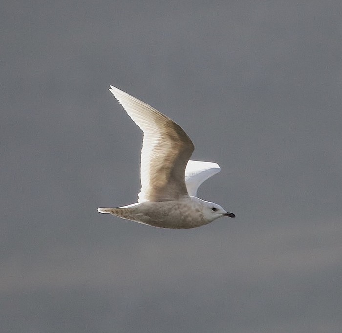 Iceland Gull