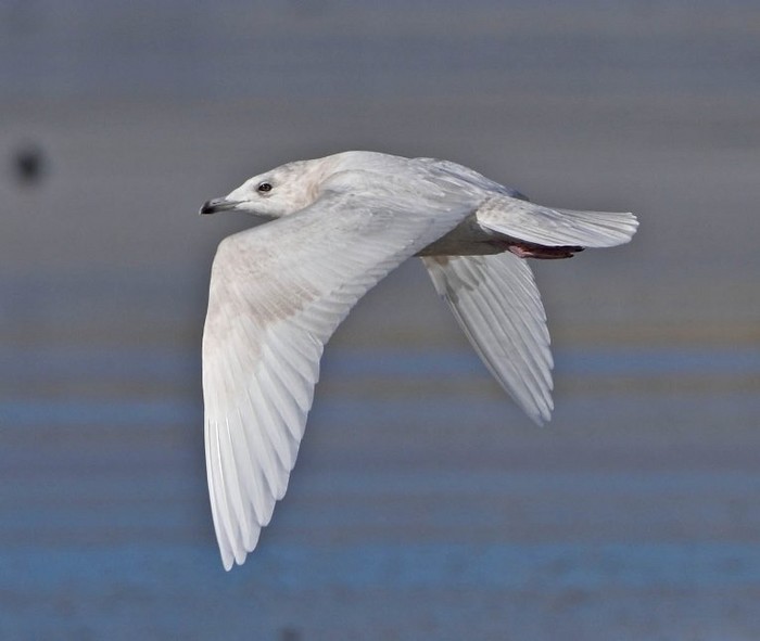 Iceland Gull