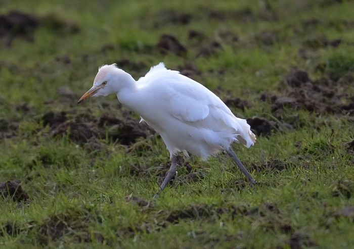 Cattle Egret