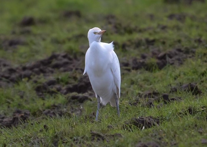 Cattle Egret