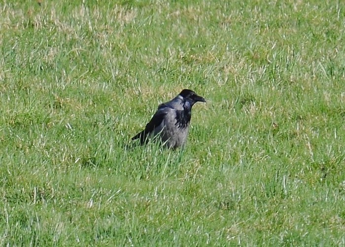 Hooded Crow