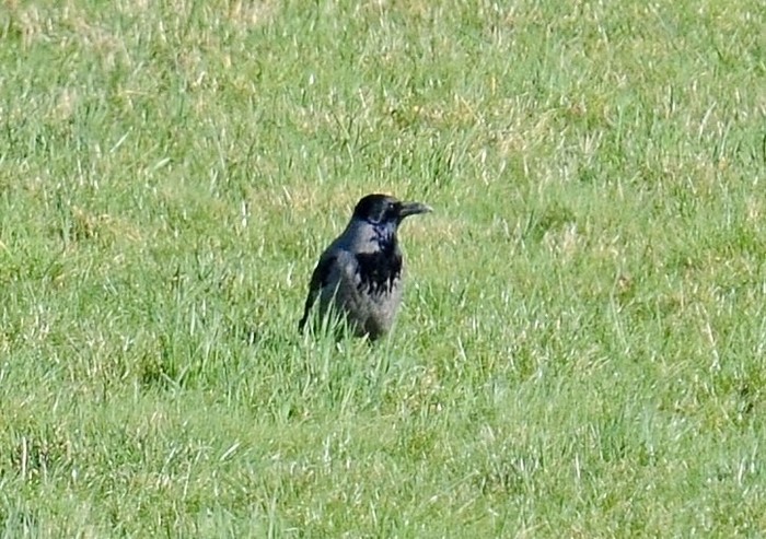Hooded Crow