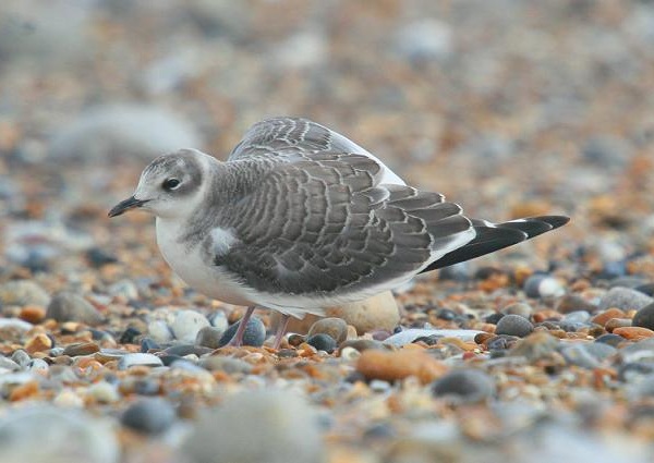 Sabine's Gull