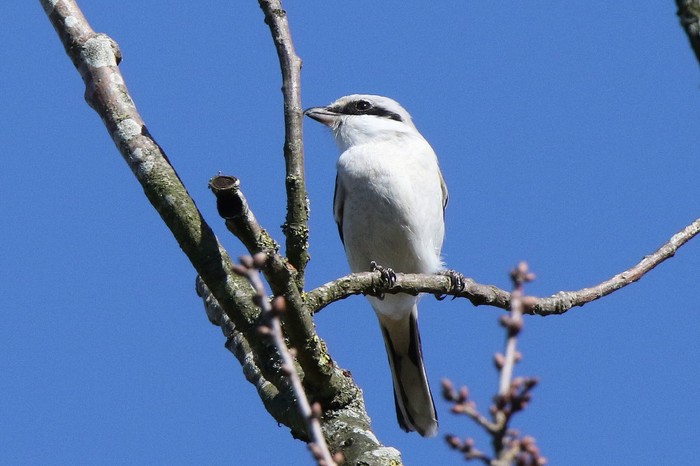 Great Grey Shrike
