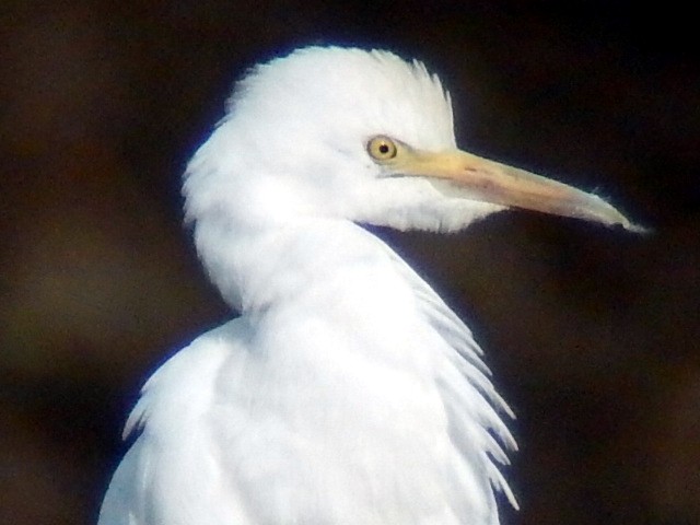 Cattle Egret