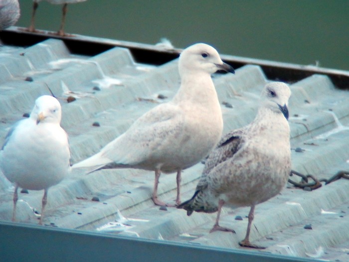 Iceland Gull