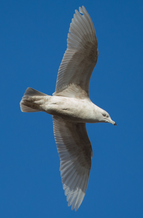 Iceland Gull