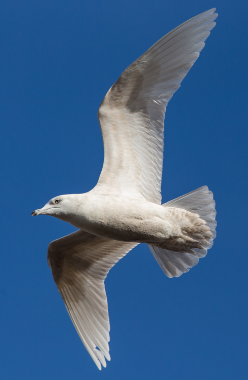 Iceland Gull