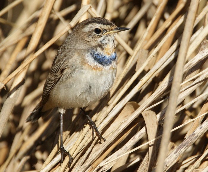 Bluethroat