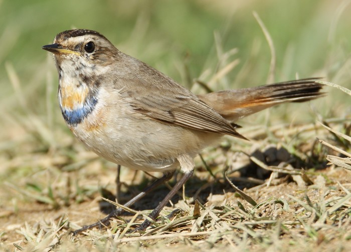 Bluethroat