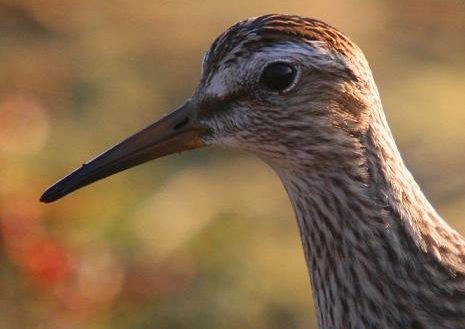 Pectoral Sandpiper