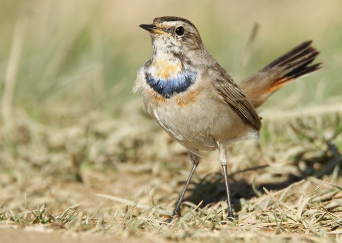 Bluethroat