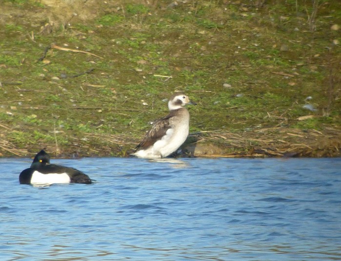 Long-tailed Duck