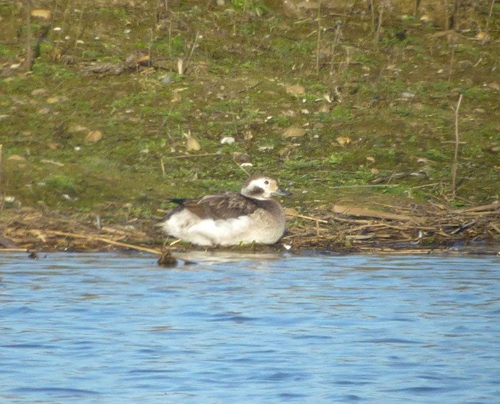 Long-tailed Duck