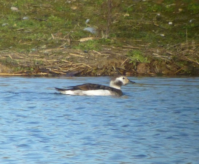 Long-tailed Duck