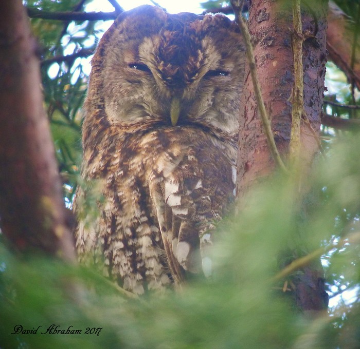 Tawny Owl