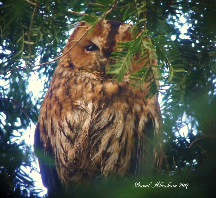 Tawny Owl