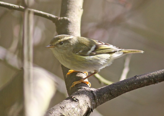 Yellow-browed Warbler
