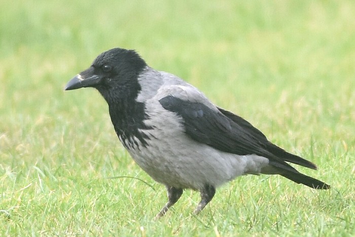 Hooded Crow