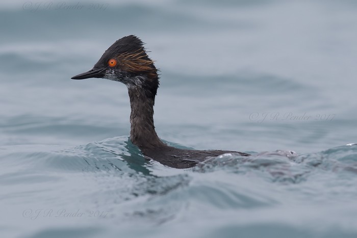 Black-necked Grebe