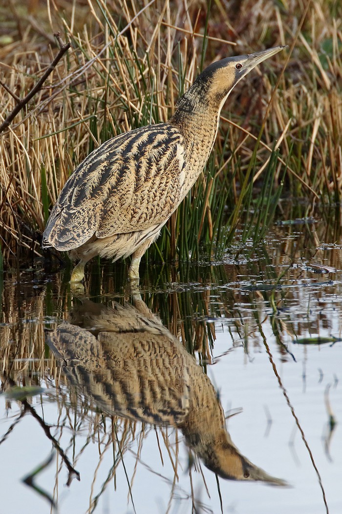Bittern