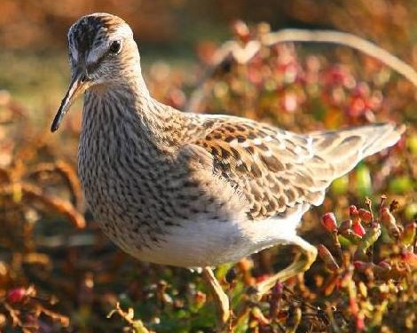 Pectoral Sandpiper