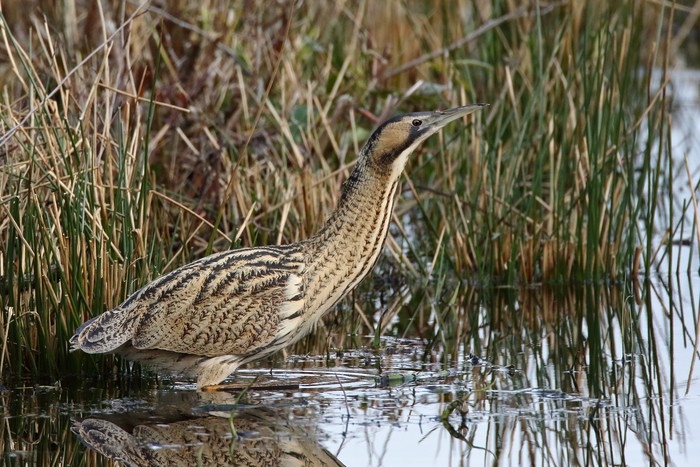 Bittern