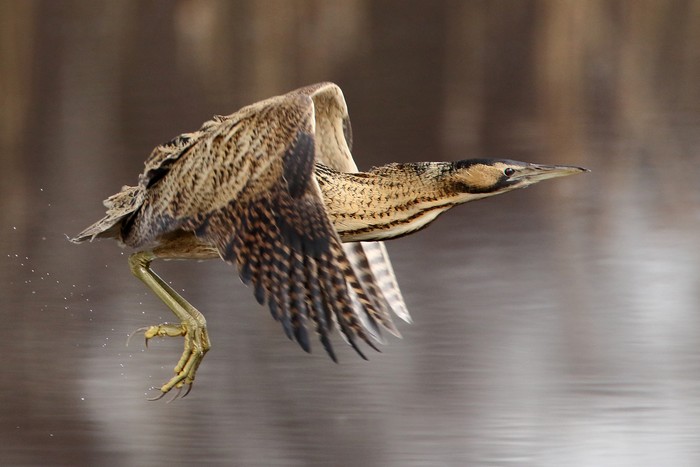 Bittern