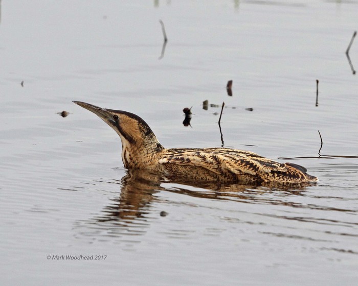 Bittern