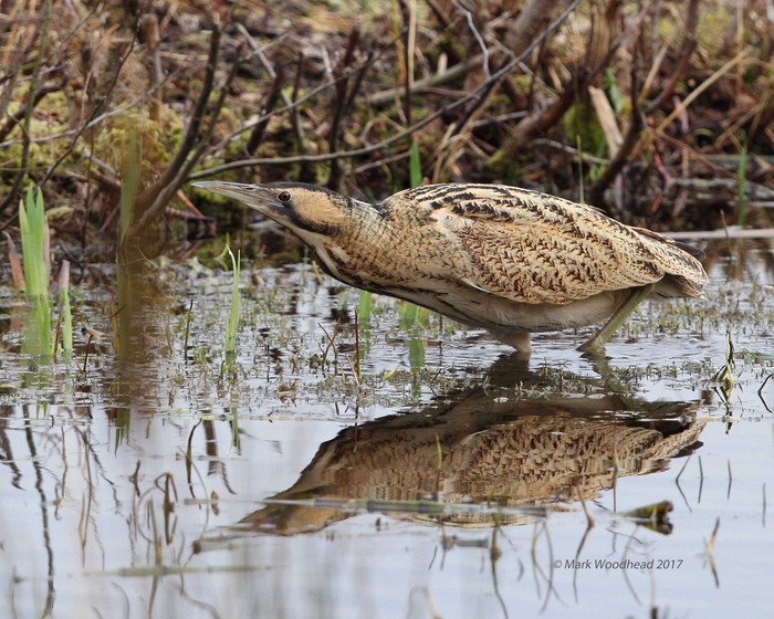 Bittern