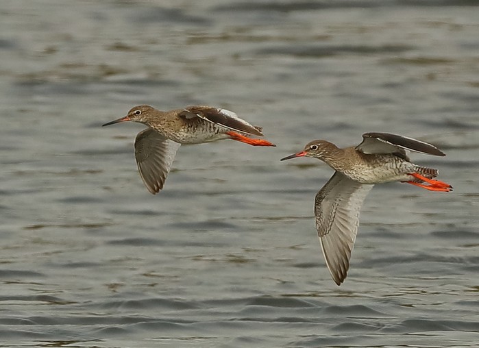 Redshank