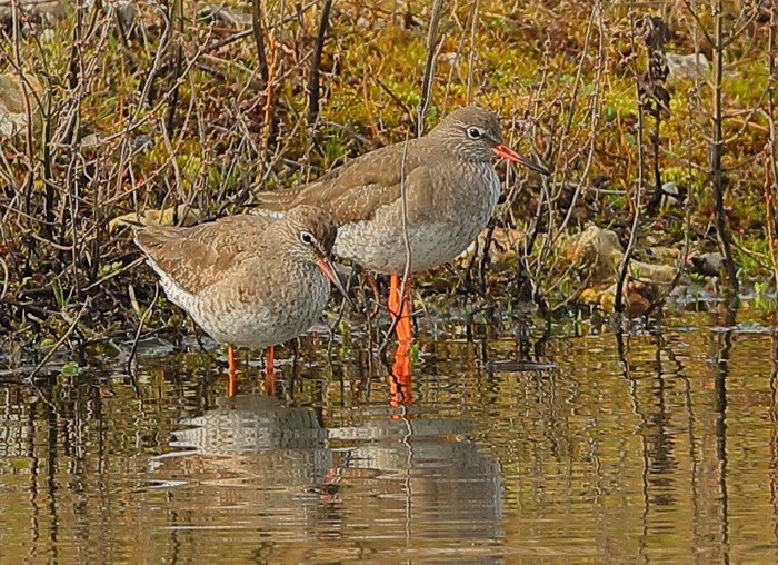 Redshank