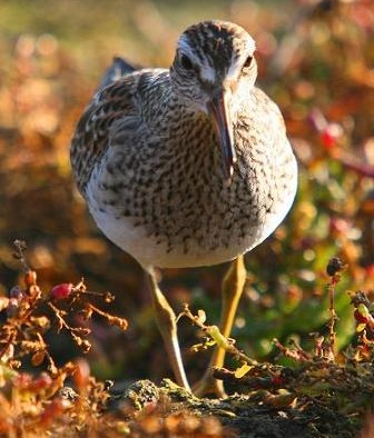 Pectoral Sandpiper