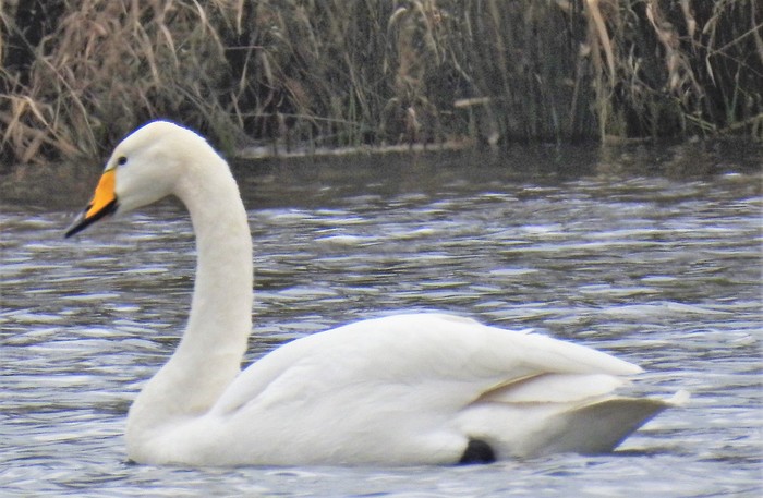 Whooper Swan