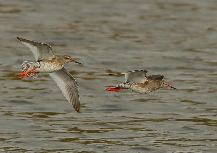 Redshank