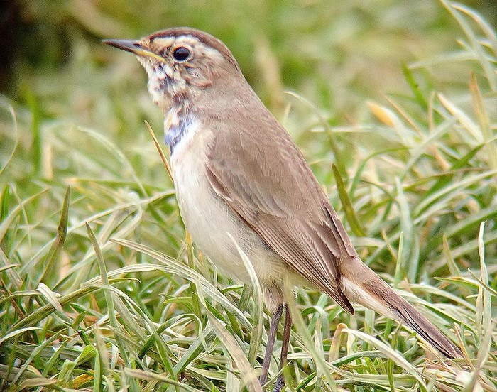 Bluethroat